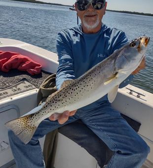 Sea trout thriving in Crystal River's depths.